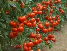 Про вирощування томатів без таємниць