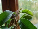 Звичайний павутинний кліщ на кімнатних рослинах