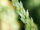 Особливості захисту озимої пшениці
