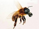 Отрутохімікати, правила їх використання та вплив на бджоли