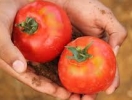 Томатна міль – небезпечний шкідник томатів