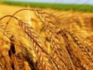 Вирощування озимої пшениці