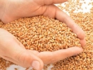 Якісне зерно – запорука врожаю