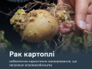 Рак картоплі: що варто знати про небезпечне карантинне захворювання