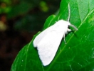 Щодо виявлення американського білого метелика