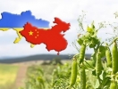 Відкриття ринку Китаю для українського гороху як результат аудиту китайською стороною