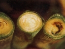 Про запровадження карантинного режиму по бактеріальному в’яненню (вілту) кукурудзи (Erwinia (Pantoea) stewartii (Smith) Dye)