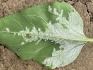 НЕПОВІРУС КІЛЬЦЕВОЇ ПЛЯМИСТОСТІ ТЮТЮНУ (TOBACCO RINGSPOT NEPOVIRUS, TRSV): ПОШИРЕННЯ, ПАТОГЕНЕЗ ТА ЗАХОДИ ФІТОСАНІТАРНОГО КОНТРОЛЮ