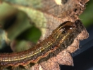 Повідомлення ЄОЗР стосовно першого виявлення карантинних комах Spodoptera frugiperda в Туреччині та Scirtothrips aurantii в Португалії