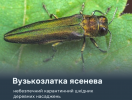 Вузькозлатка ясенева: небезпечний карантинний шкідник ясеневих насаджень