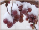 Укриття винограду на зиму